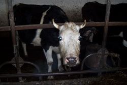 В Городищенском районе на женщину напала корова