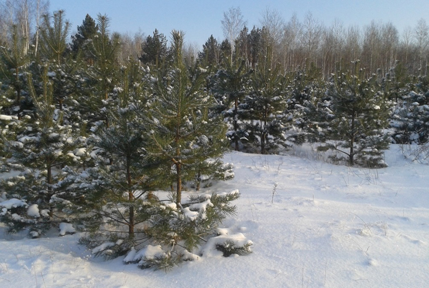 В Пензенской области усилят охрану молодых хвойных деревьев
