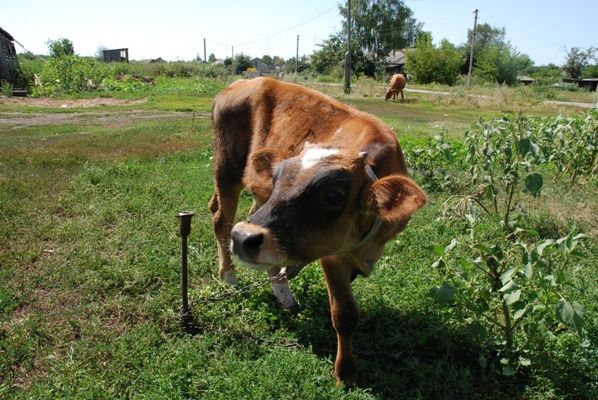 Купить Теленка В Пензенской Области Каменского Района