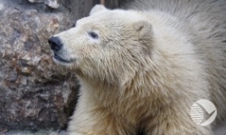 У белого медведя в зоопарке Пензы появился шанс улучшить условия содержания