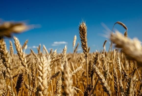 В Пензенской области участились попытки мошенничества в отношении сельхозтоваропроизводителей