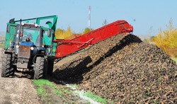 В Пензенской области собрано более 100 тыс. тонн сахарной свеклы