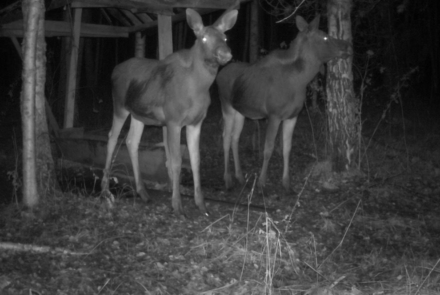В Нижнеломовском районе браконьеры убили трех лосей