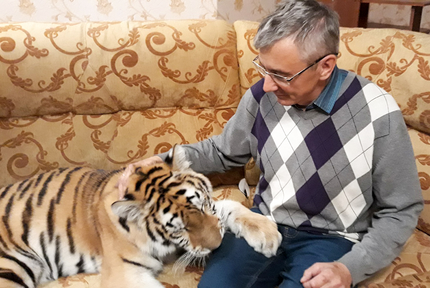 Нам 105: Журналист «Пензенской правды» рассказывает о встрече с тигром