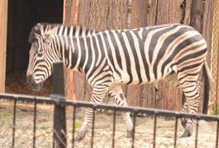 В зоопарке Пензы зебру Мартина стоимостью 3 тыс. евро хотят скрестить с ослицей