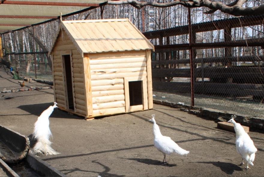 В Пензенском зоопарке павлинам соорудили новый дом 