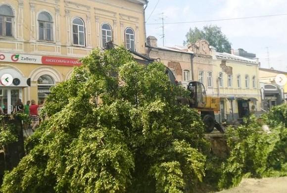Пензенцы возмущены: на верхней части Московской спилили липы 