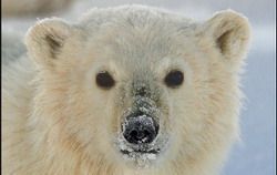 Готовы документы для передачи белого медведя в Пензу