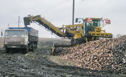 В Пензенской области завершают уборку сахарной свеклы и подсолнечника