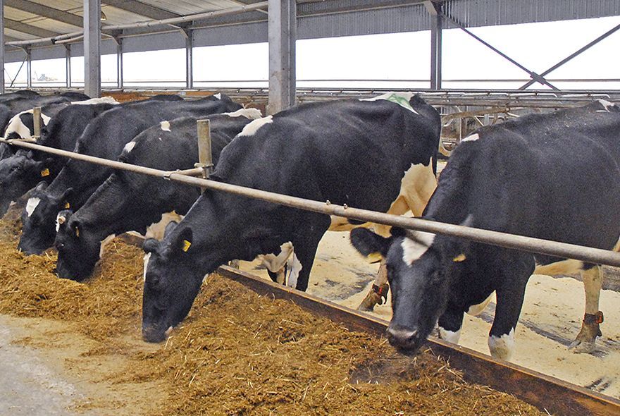 На ферме в Пензенской области ввели карантин по бруцеллезу у животных