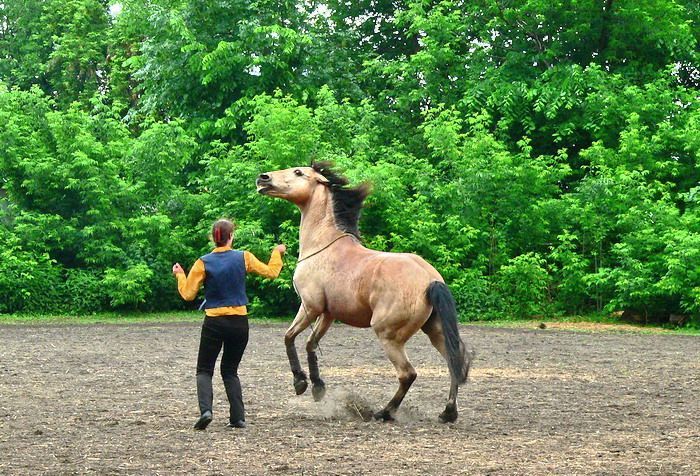 Танцующие лошади