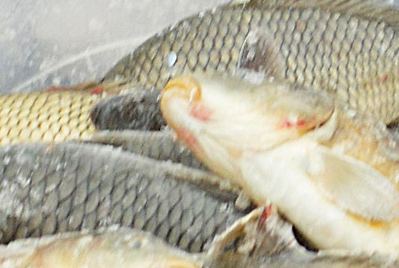 Ущерб 1,5 млрд рублей: В Пензенской области нашли виноватого в массовой гибели рыбы