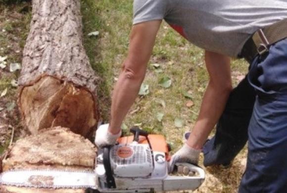 В Пензе спилили 420 аварийных деревьев