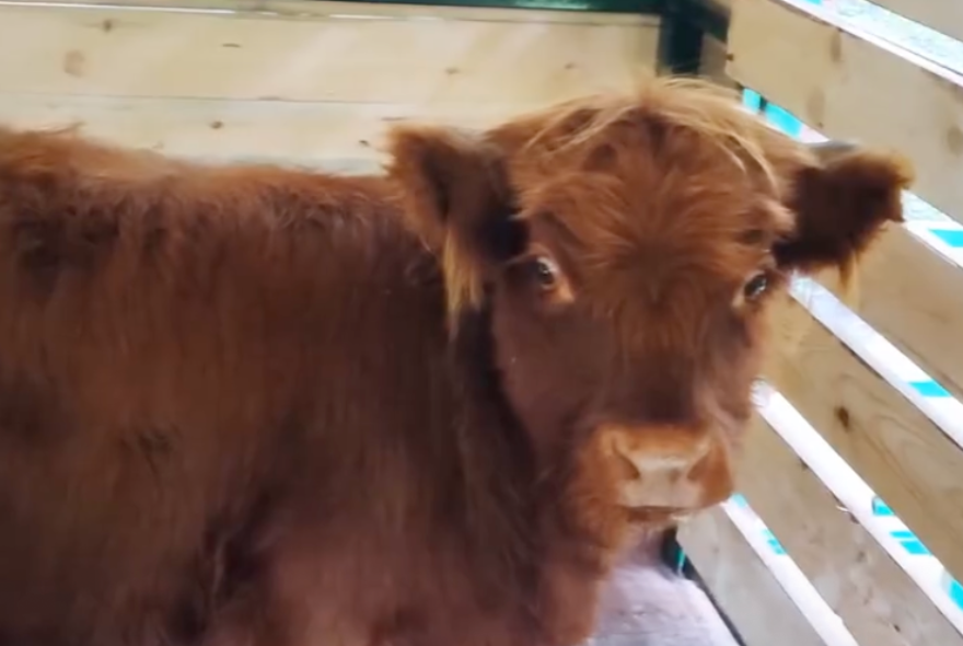 В Пензенском зоопарке появился новый питомец Матрена