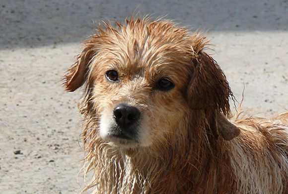 Фото pixabay.com В Грабово сельчанин садистски убил собаку знакомого