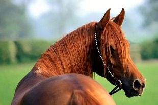Жителя Пензенской области задержали с табуном лошадей
