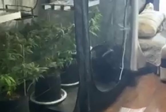 Пензенская полиция задержала квартирного садовода-коноплевода