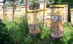 Пензенские пчеловоды обсудили перспективы развития отрасли