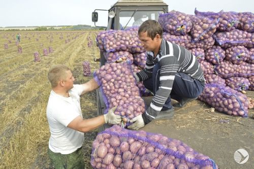 В Камешкирском районе будут развивать картофелеводство