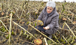 В Пензенской области от заморозков сельхозкультуры погибли на 96 тыс. га