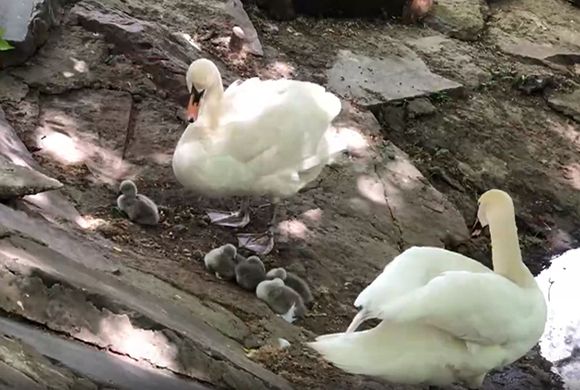 В Пензенском зоопарке у пары лебедей появилось 5 малышей