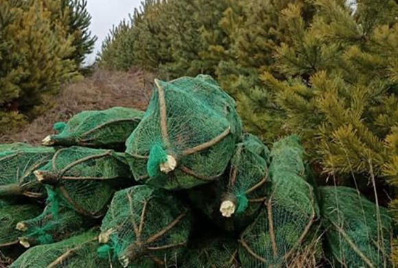 В Кузнецком лесничестве незаконно вырубили ёлки