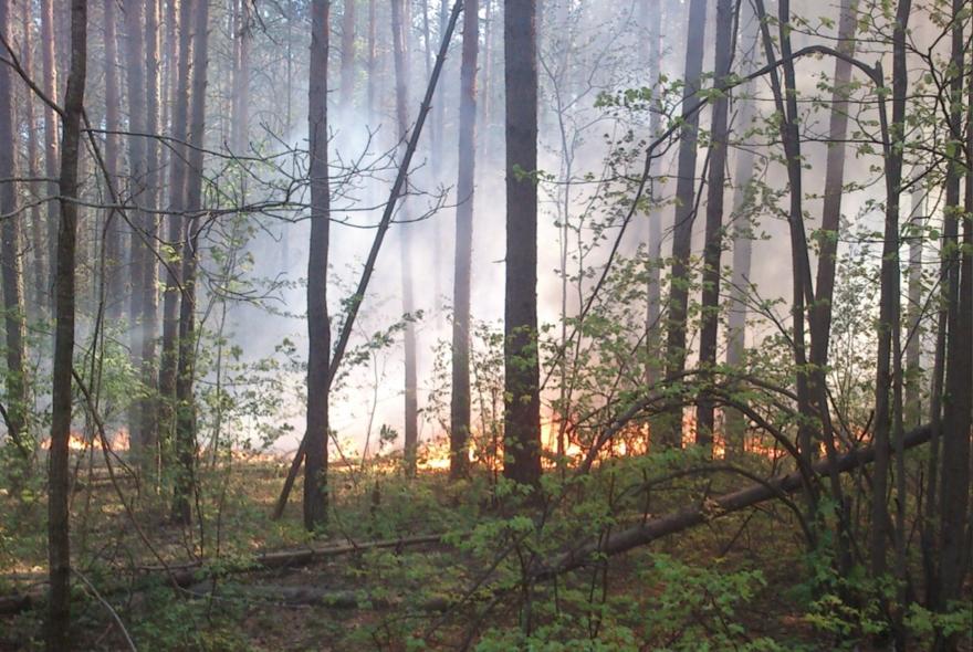 В лесах Пензенской области выявили 9 случаев нарушений пожароопасности