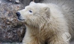 В Пензе белый медведь может стать тезкой Президента