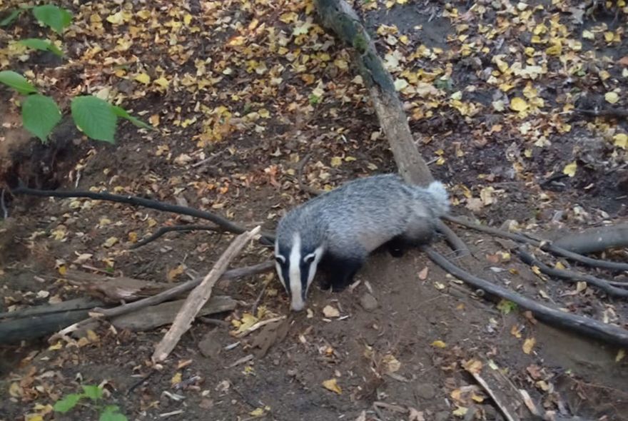 В Бессоновском районе барсука спасли от браконьера