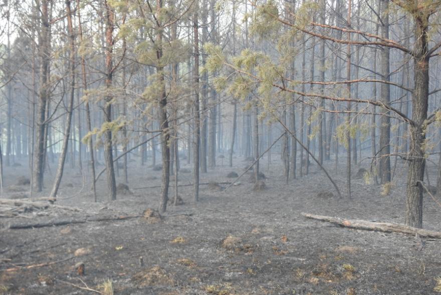 В Земетчинском районе произошел лесной пожар