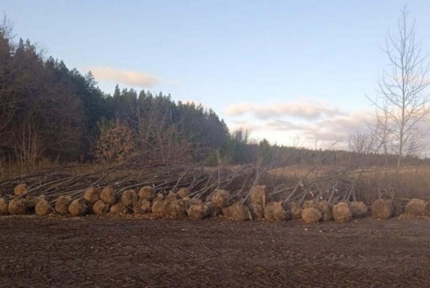 В лесу Нижнеломовского района незаконно выкопали клены и липы