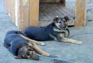 В Заречном появилась организация для решения проблемы бездомных животных