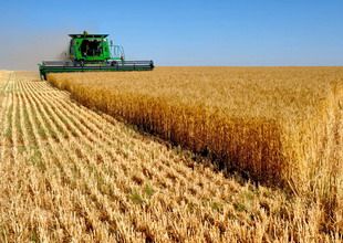 Потери урожая в Пензенской области могут составить до 25%
