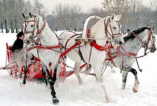 В Пензенской области состоится Чемпионат русских троек