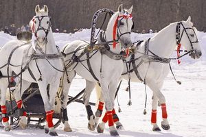 В Пензе русская тройка провезла Огонь зимних Игр в Сочи по Олимпийской аллее