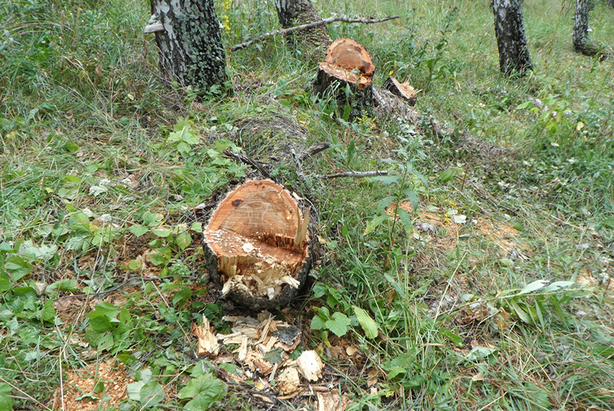 В Шемышейском районе черные лесорубы вырубили березы