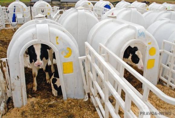 В Пензенской области за восемь месяцев получено 165 тысяч тонн молока