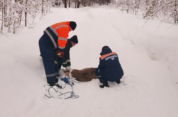 Животное спасли||Фото pozhar.pnzreg.ru 2.jpg