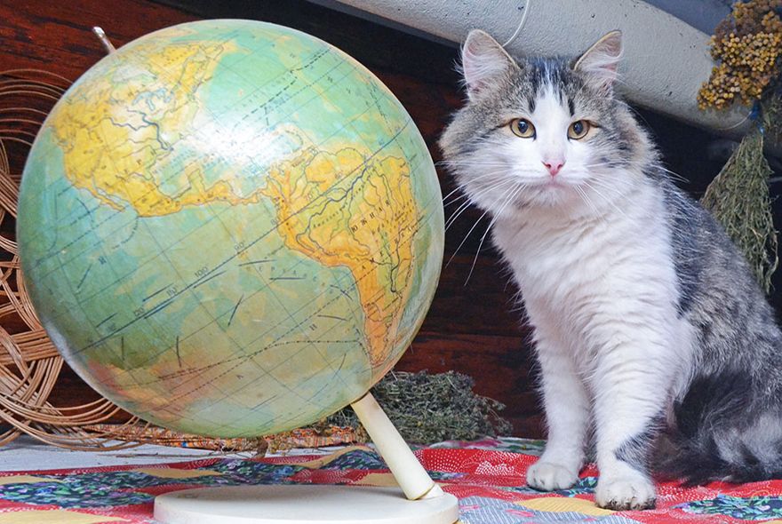 Кот Григорий следит за музейным порядком kot.jpg