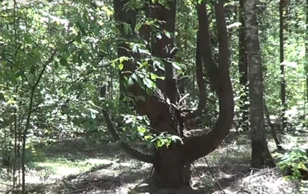 дерево аномалия.jpg