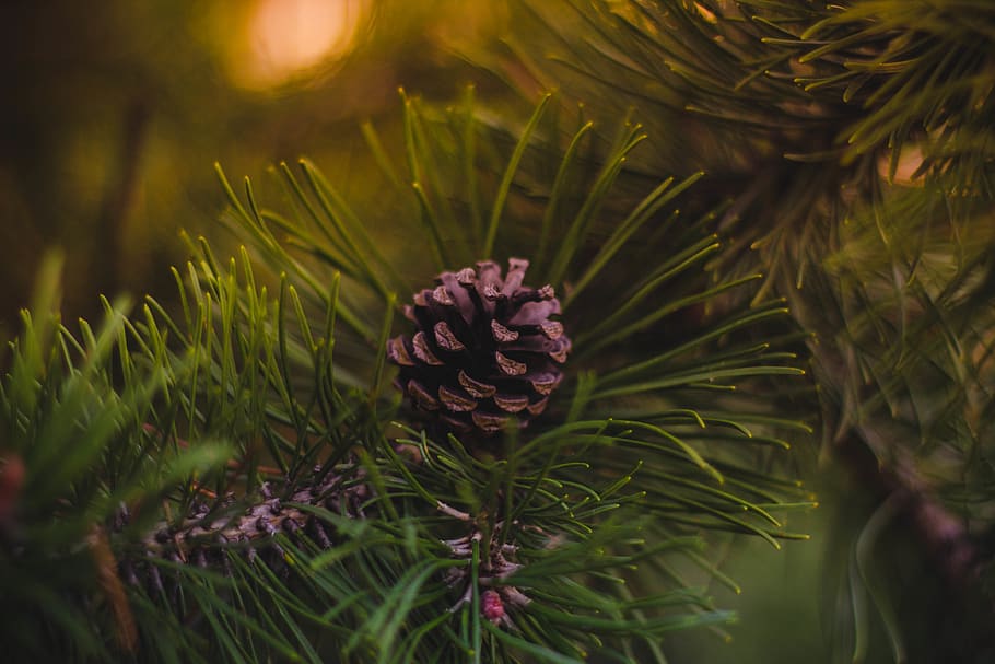 acorn-christmas-christmas-tree-fir-cone.jpg