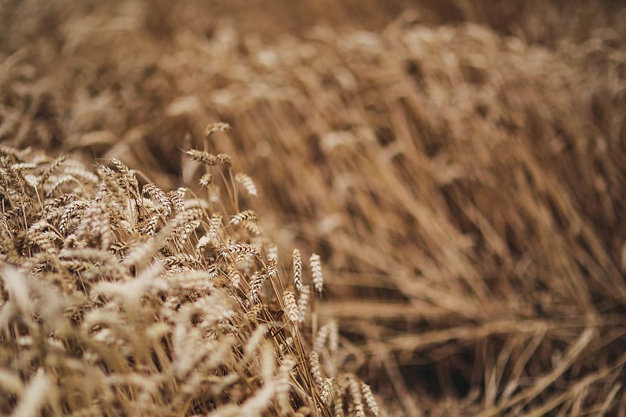 summer-gold-golden-grain.jpg