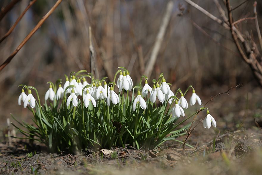 Ботанический сад в Пензе (3).JPG