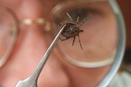 В регионе за полгода зарегистрировано 8 случаев иксодового клещевого боррелиоза В регионе за полгода зарегистрировано 8 случаев иксодового клещевого боррелиоза