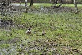 В Пензе утки поселились на футбольном поле у 68-й школы