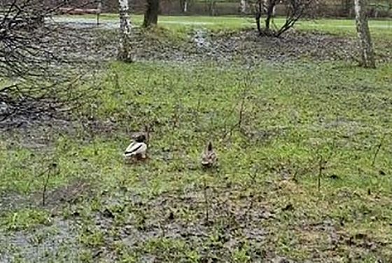 В Пензе утки поселились на футбольном поле у 68-й школы