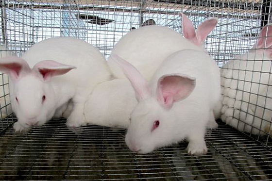 В Пензенской области построят промышленную кролиководческую ферму