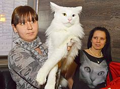 В Пензе растет спрос на мейн-кунов В Пензе растет спрос на мейн-кунов