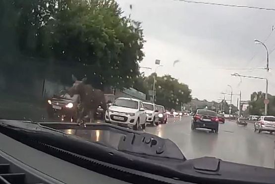 В Пензе по ул. Луначарского среди автомобилей пробежал лось