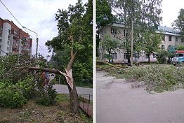 В Пензе убрали около 40 поваленных ураганом деревьев